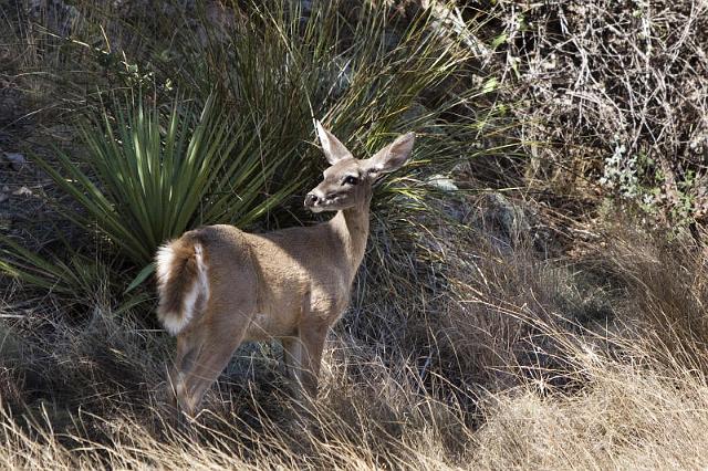 105 Chiricahua National Monument.jpg